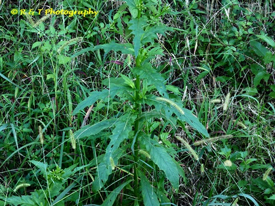 {Erechtites hieraciifolius}